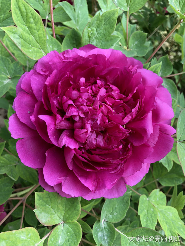 今日水红包，去植物园看牡丹花。_翡翠