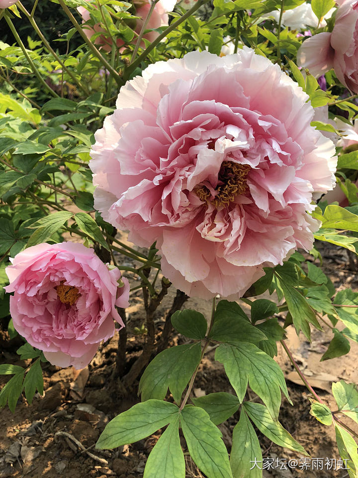 今日水红包，去植物园看牡丹花。_翡翠