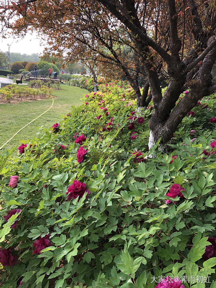 今日水红包，去植物园看牡丹花。_翡翠