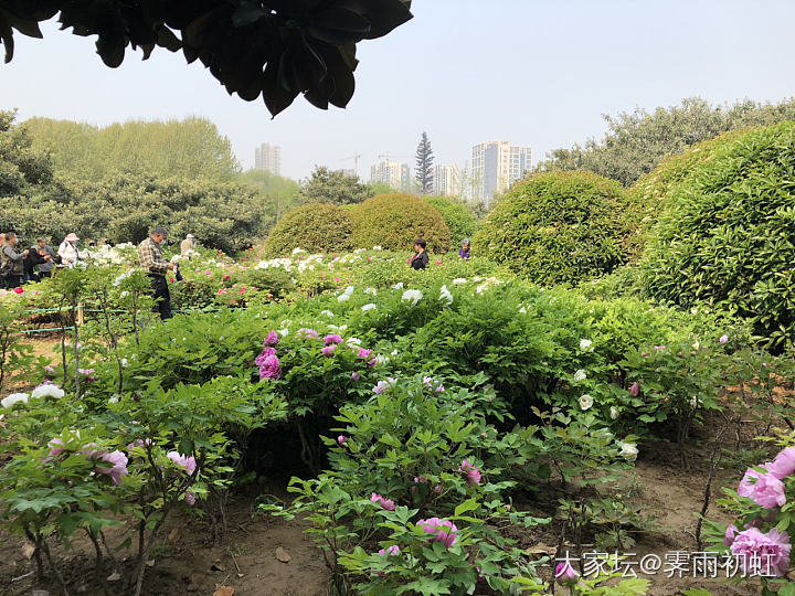 今日水红包，去植物园看牡丹花。_翡翠