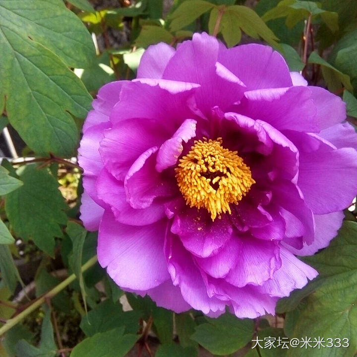 秀秀大洛阳的牡丹_花植物