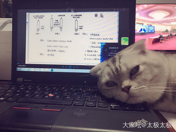 就不动 就不动_猫宠物大家谈