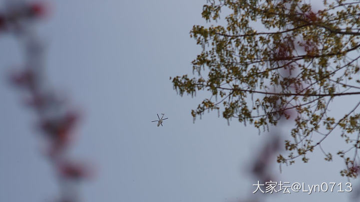 出门遛个弯_花植物