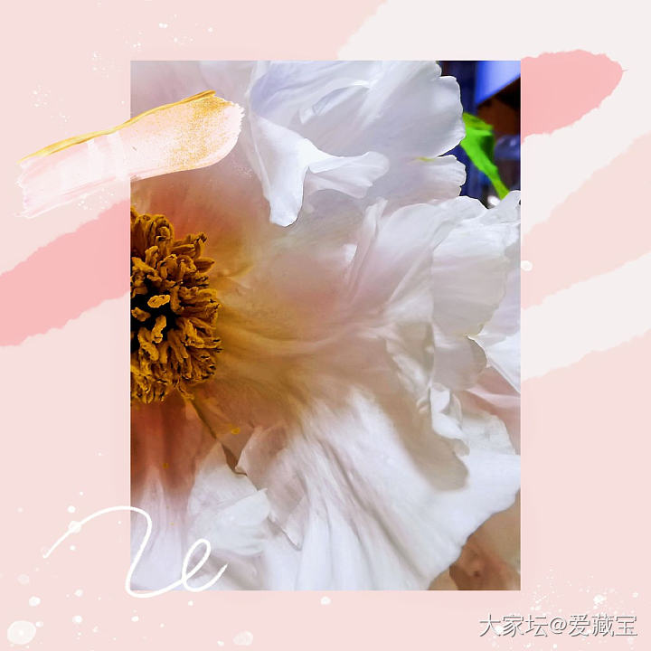 我爱这个世界，包括你🌹_花