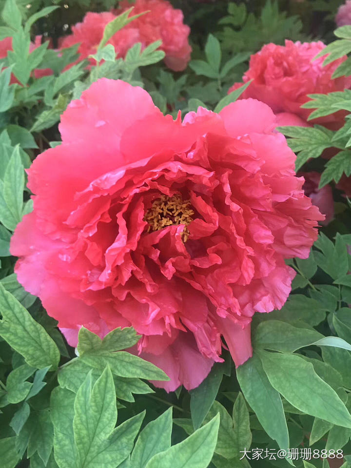 来一波云赏牡丹_花植物