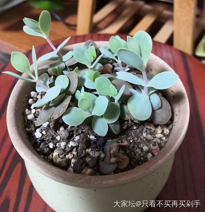 请问这是个什么品种？_植物多肉