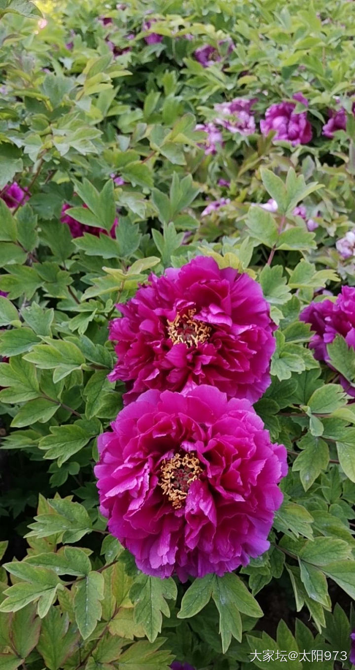 来一波云赏牡丹_花植物