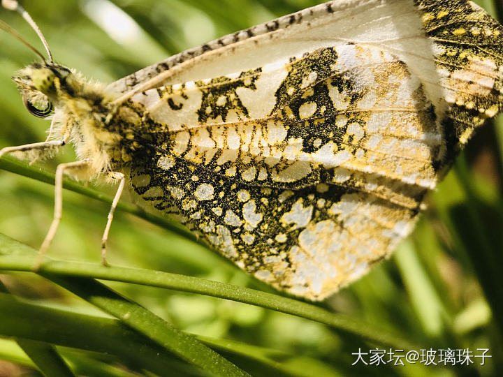 给手机配了个微距镜头_摄影