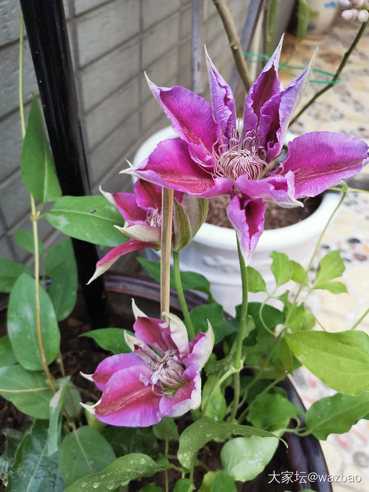 待到花藤满架时，便是邀朋品茶日！_花