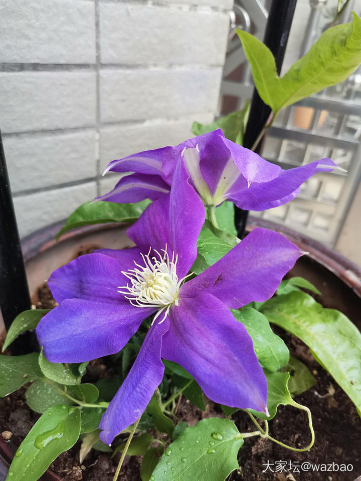 待到花藤满架时，便是邀朋品茶日！_花