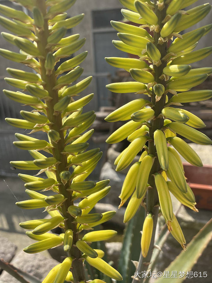 后院的简单小花圃！芦荟的花！_植物