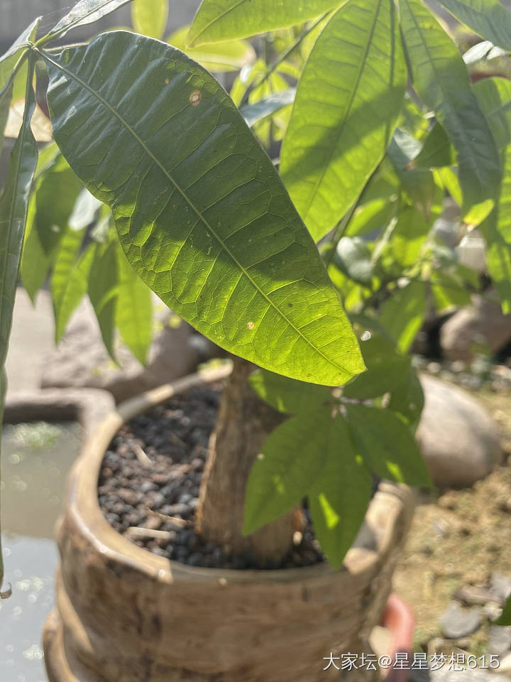 后院的简单小花圃！芦荟的花！_植物