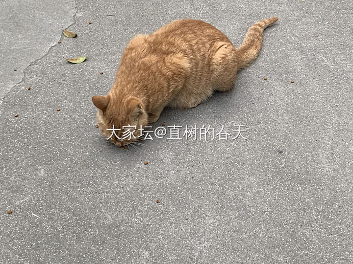 要不要诱捕流浪猫小橘？？_猫闲聊