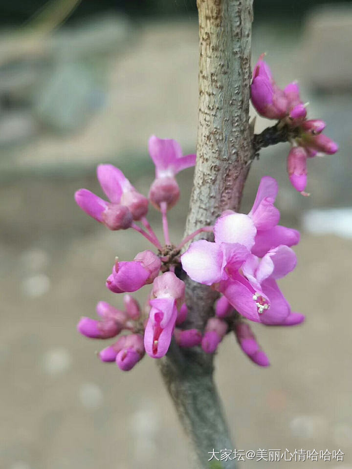 来来来，这是什么花？_花植物闲聊