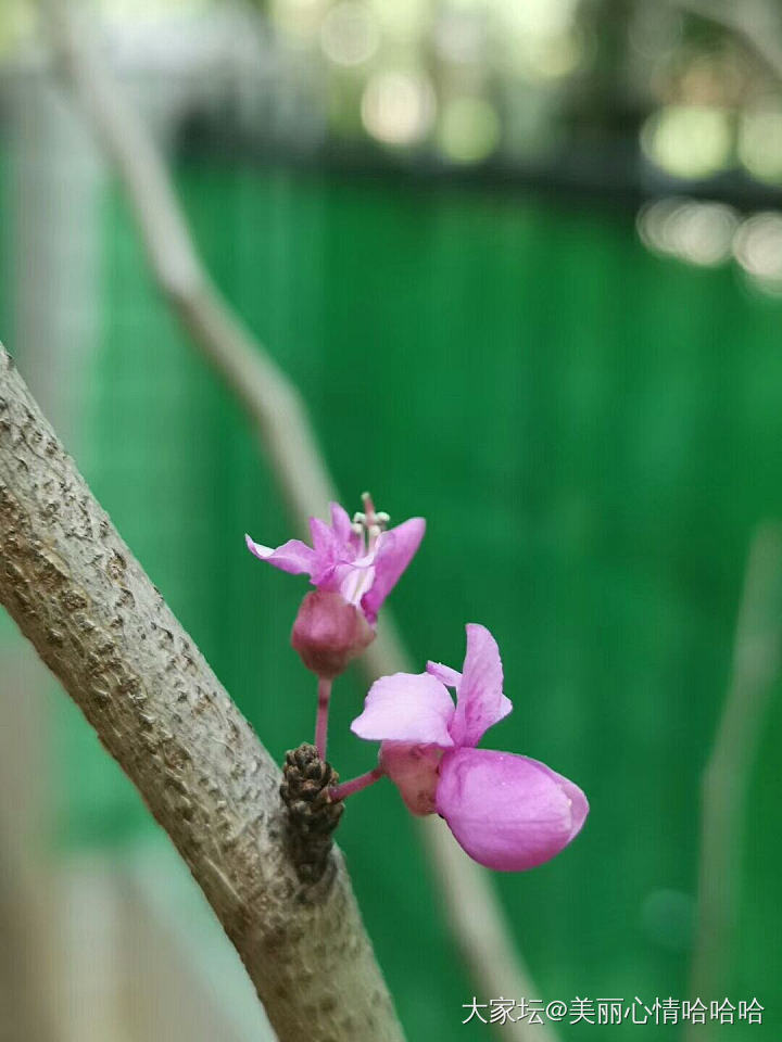 来来来，这是什么花？_花植物闲聊