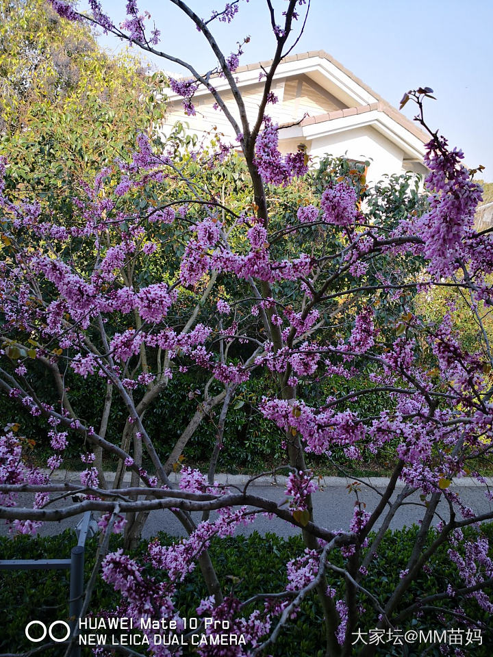 来来来，这是什么花？_花植物闲聊