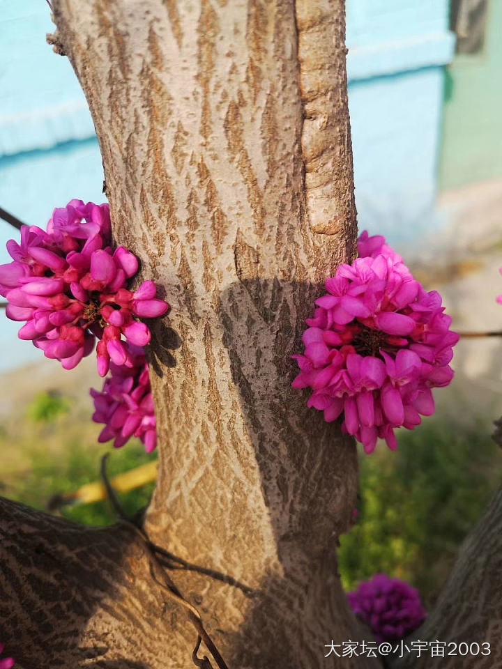 来来来，这是什么花？_花植物闲聊