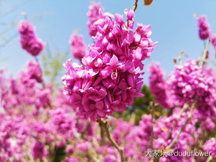 来来来，这是什么花？_花植物闲聊