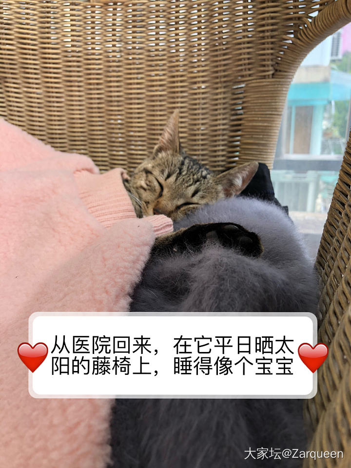 劫后余生_猫宠物