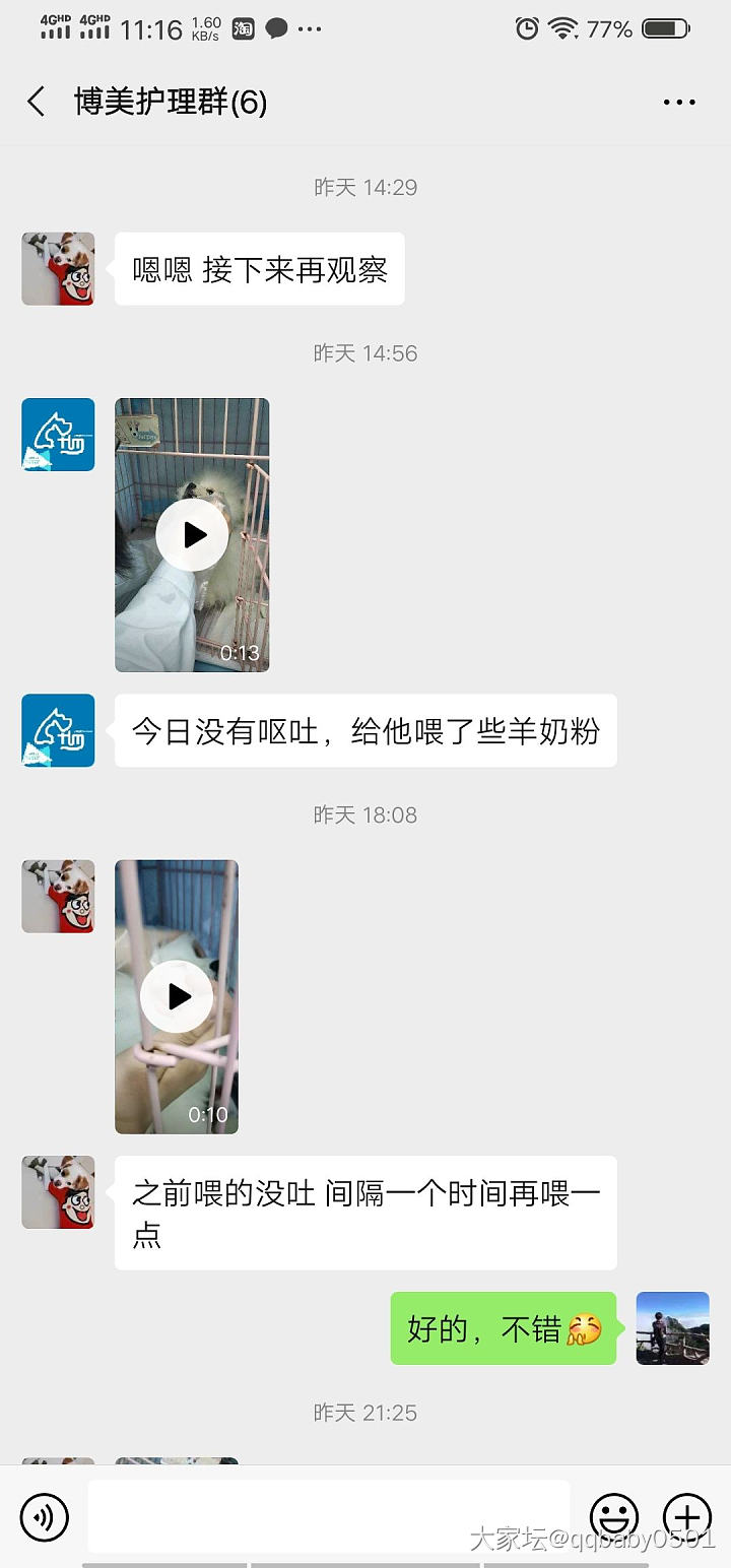 博美宝宝后续5_狗