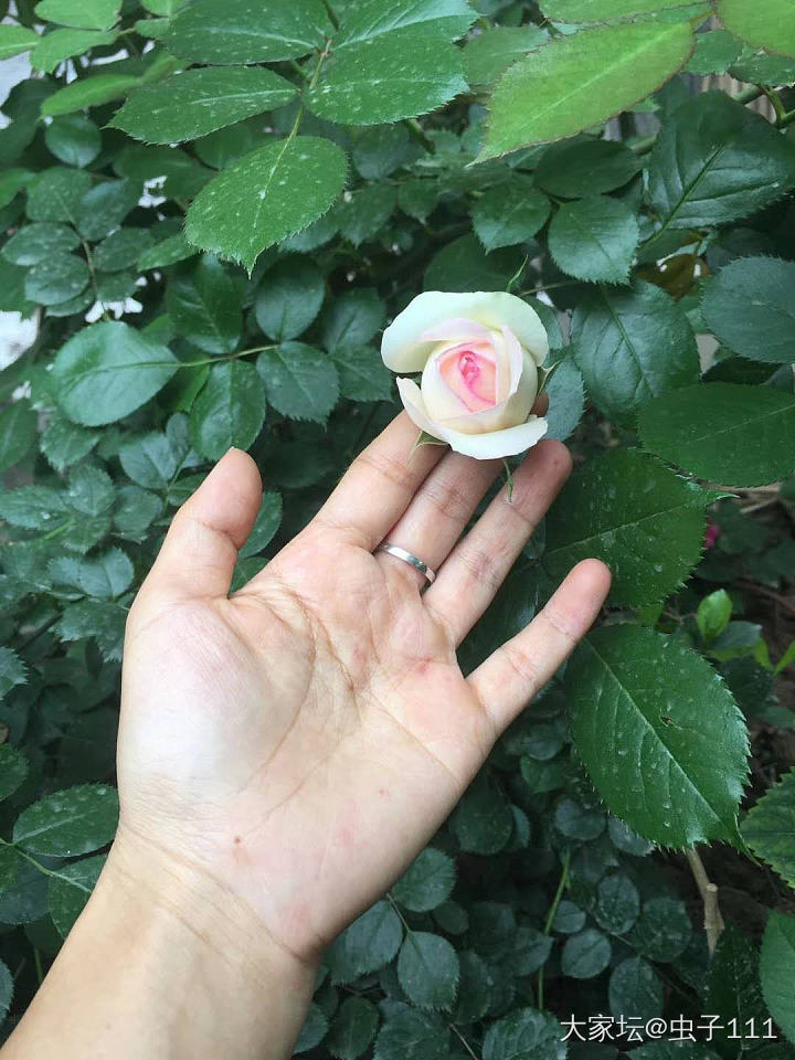 今年的天气好奇怪，上午还是阳光明媚，傍晚却已是大雨滂沱了。_花闲聊植物大家谈