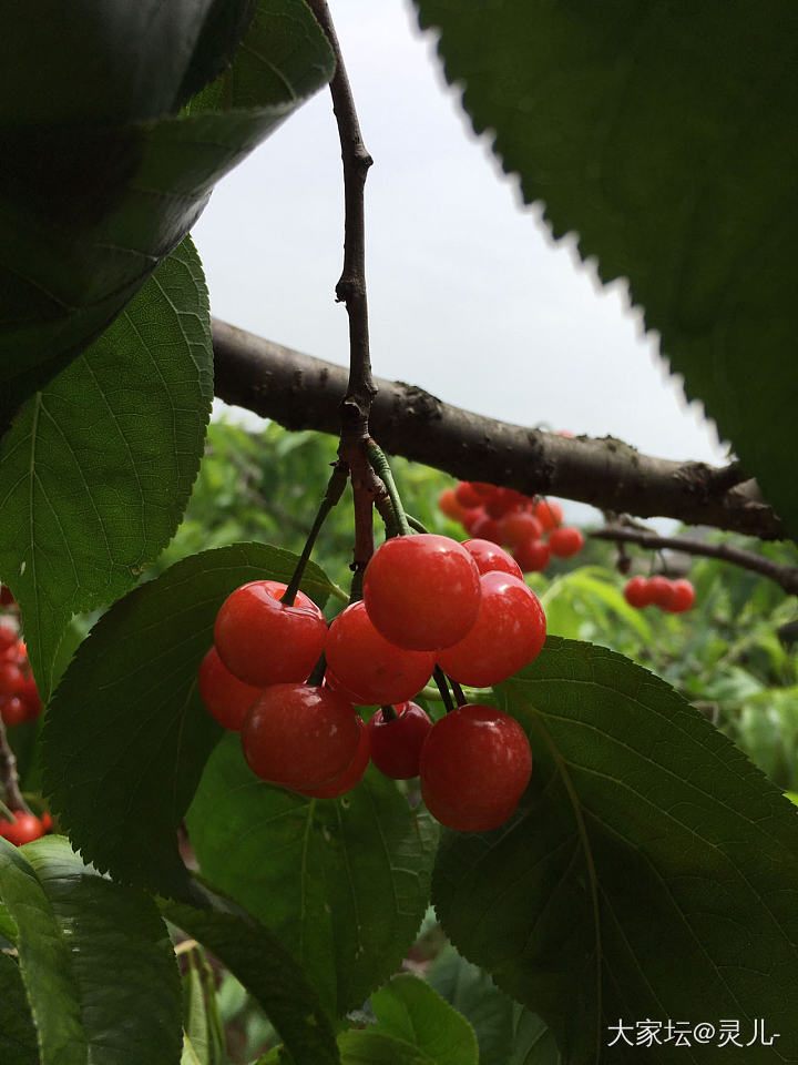 又到了吃樱桃🍒的季节_水果银