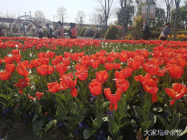 植物园的郁金香_花