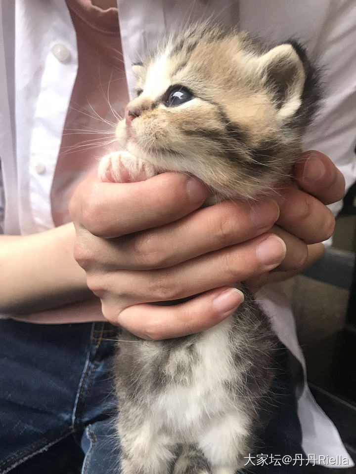 家里要多一个毛孩子啦_宠物猫