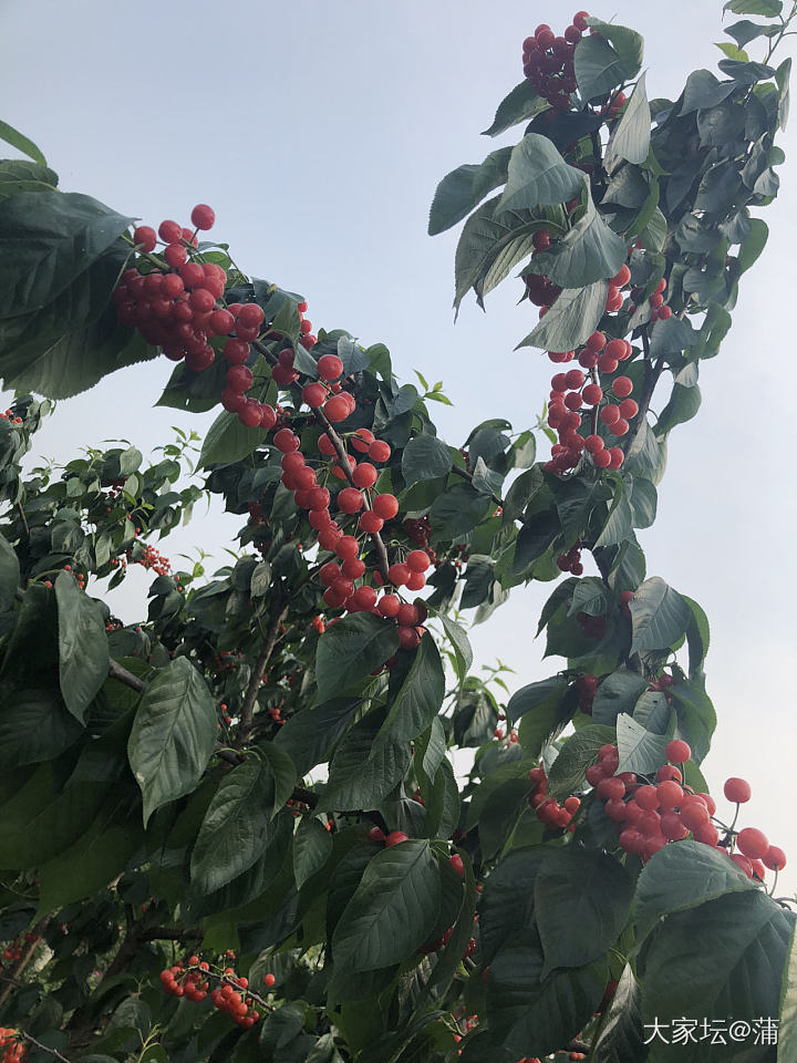 又到了吃樱桃🍒的季节_水果银