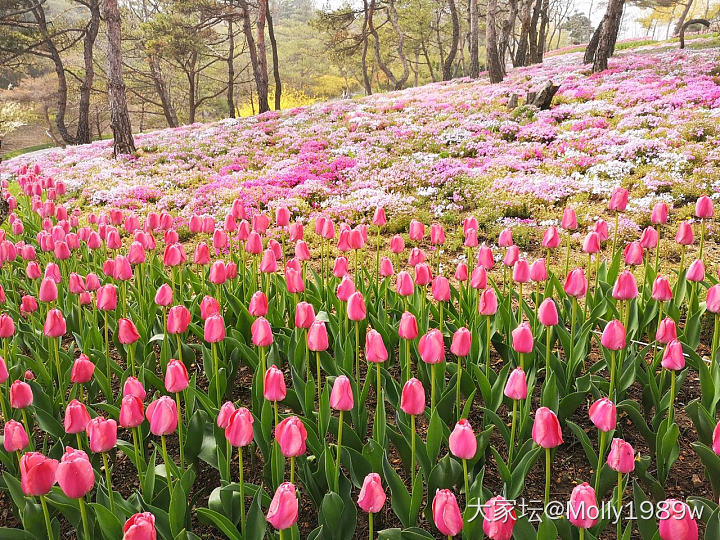 不负春光_花