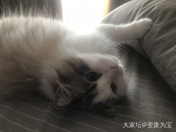 大家都来看看这个不肯起床的小赖皮😆_猫