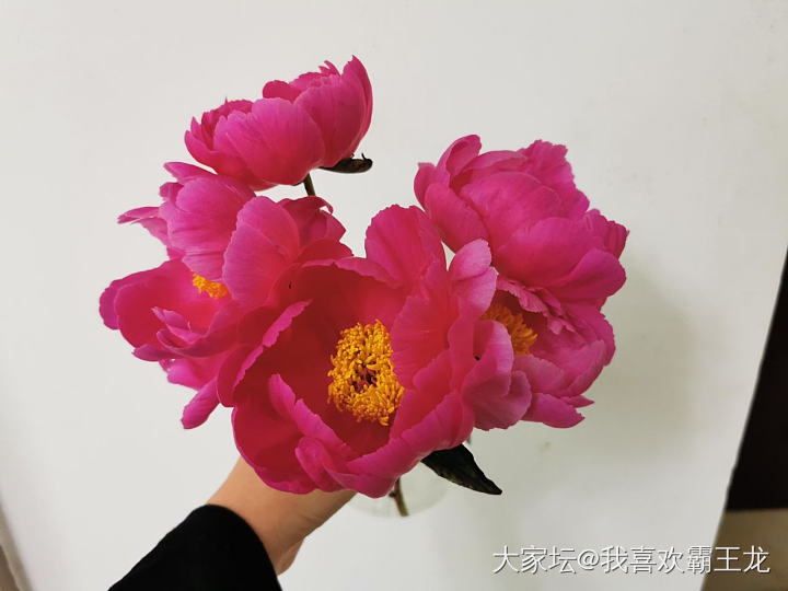 来来来，芍药花_花