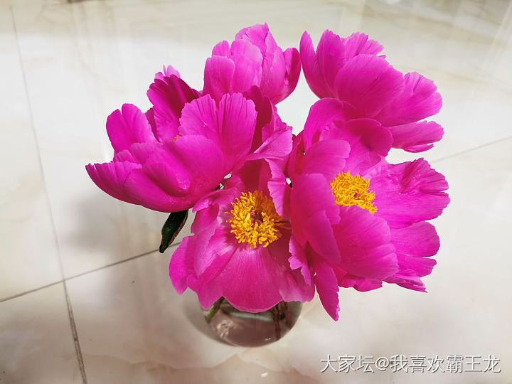 来吧，“将离”花_花