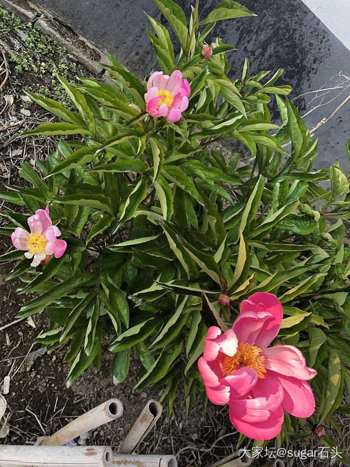 呆在农村真好！这个季节各种花香！马上各种水果陆续都能吃了_花