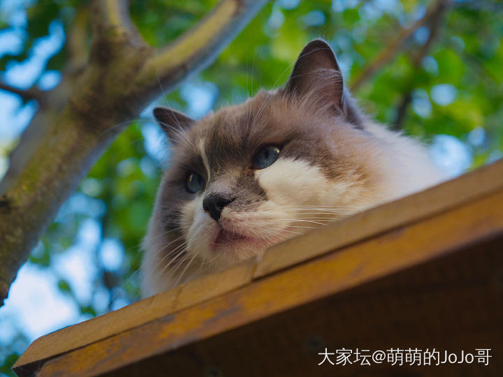 遛猫二代上线😄_猫育教亲子