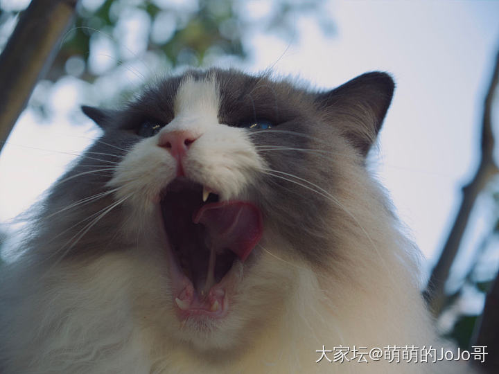 遛猫二代上线😄_猫育教亲子