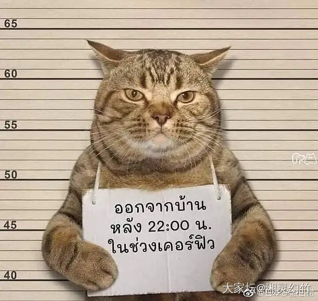 一只违反禁令被捕的猫咪🐱_猫宠物