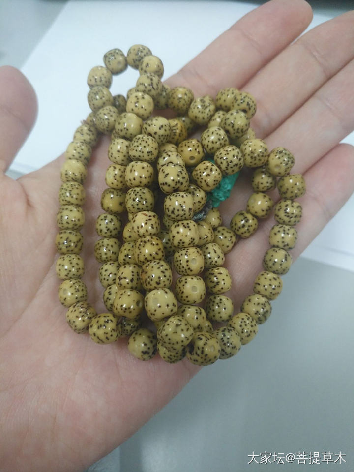 星月菩提_菩提子