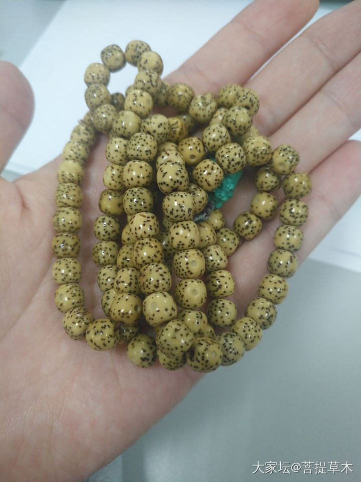 星月菩提_菩提子