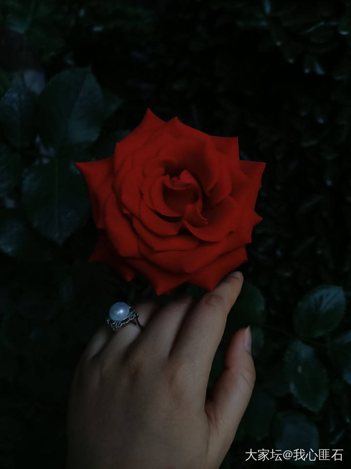 珍珠～玫瑰🌹～白纱裙_景色