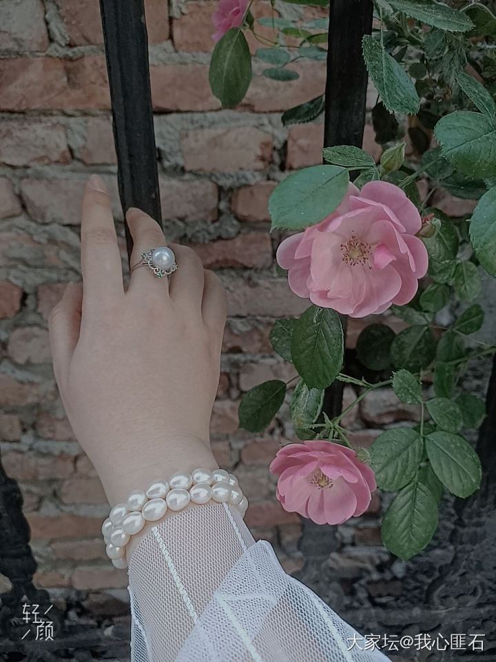 珍珠～玫瑰🌹～白纱裙_景色