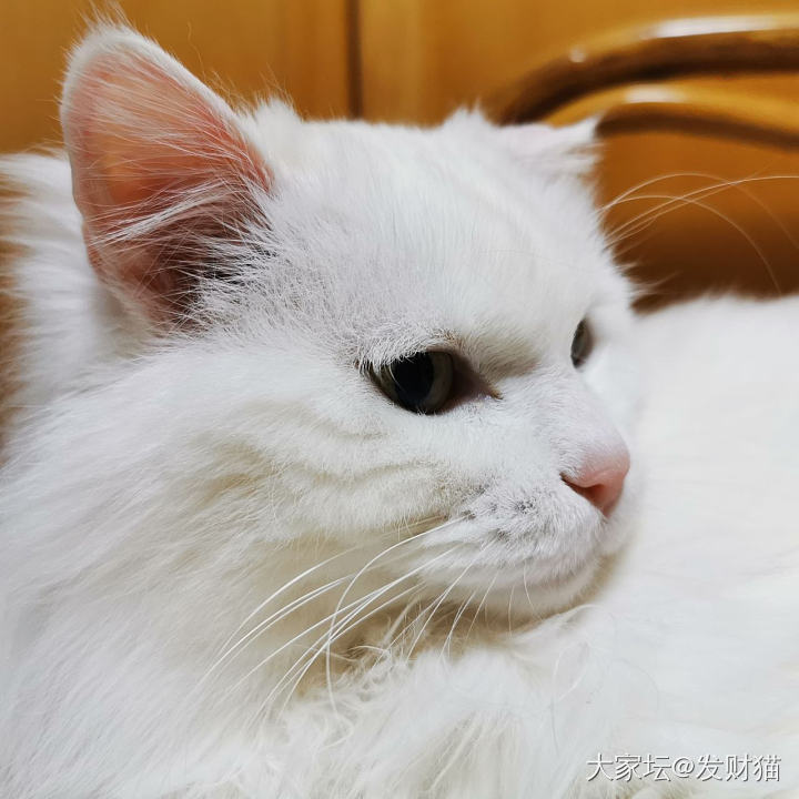 猜猜我几岁之猫猫篇_宠物