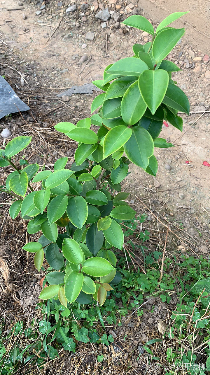 康康，认不认识这些植物🌳_菜园