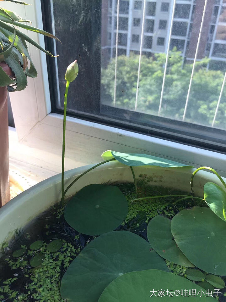 晒莲说_水生植物