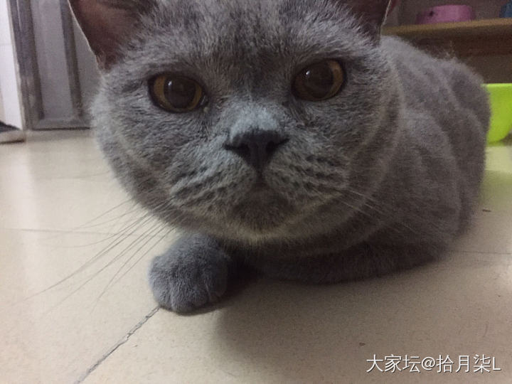 一图流晒晒龙凤和三友_猫银