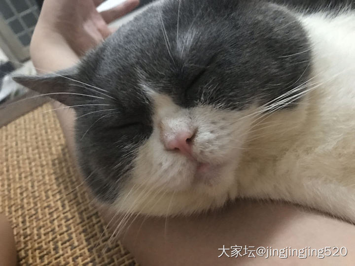 我家的小蓝猪猪_猫