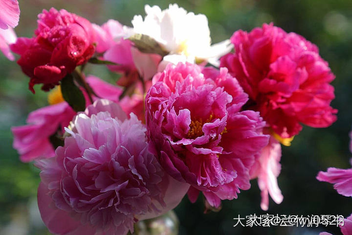 芍药花到了极盛期，所以从今天开始停止发货啦！感谢大家的支持.因为没有经验，肯定服...