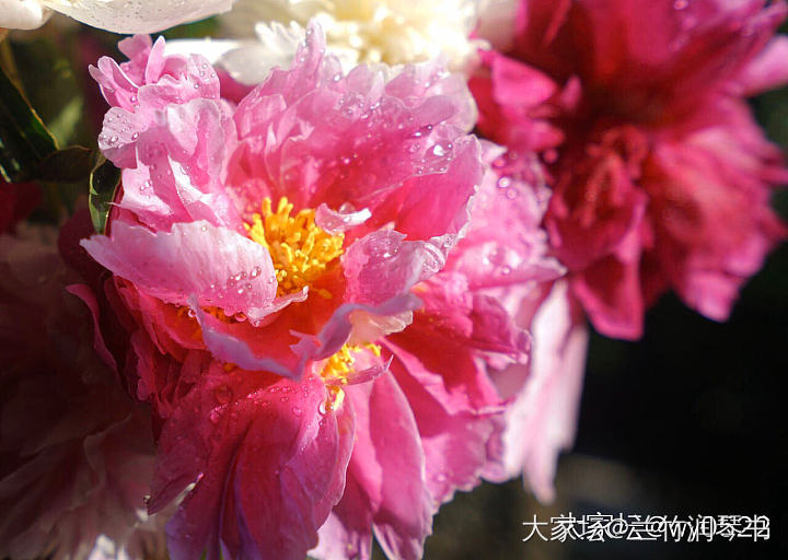 芍药花到了极盛期，所以从今天开始停止发货啦！感谢大家的支持.因为没有经验，肯定服...