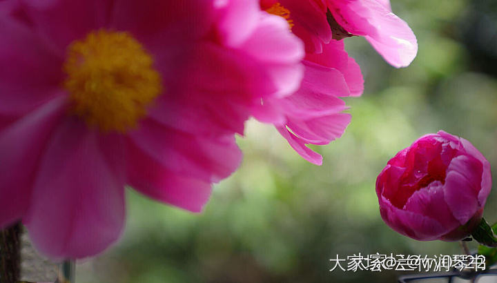 芍药花到了极盛期，所以从今天开始停止发货啦！感谢大家的支持.因为没有经验，肯定服...