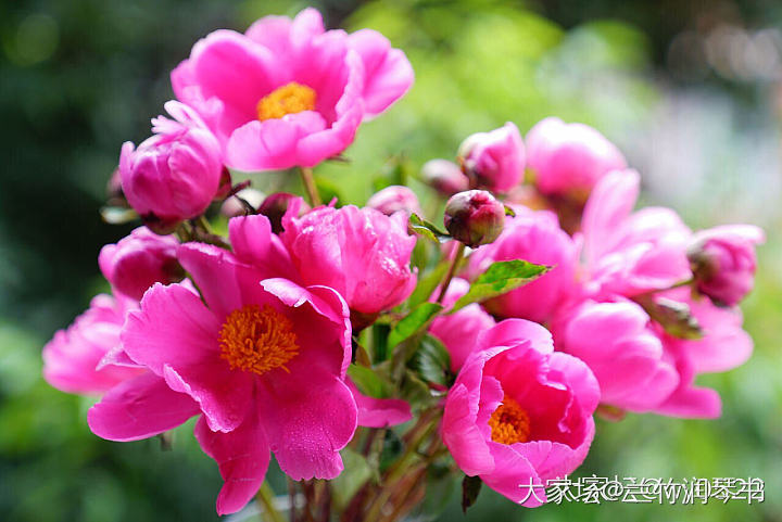 芍药花到了极盛期，所以从今天开始停止发货啦！感谢大家的支持.因为没有经验，肯定服...